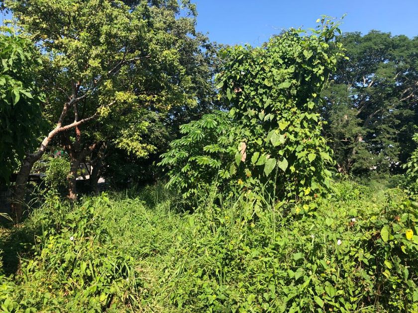 venta Lote de Terreno en Las Flores, San Juan Bautista Tuxtepec, San