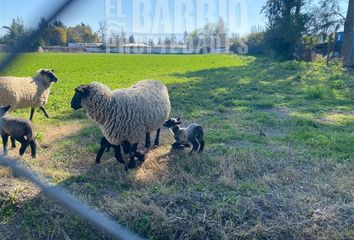 Parcela en  Colina, Chacabuco