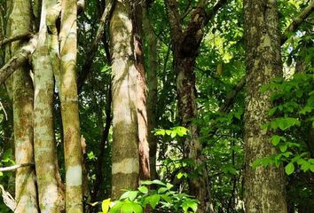 Lote de Terreno en  Bacalar, Bacalar, Bacalar, Quintana Roo