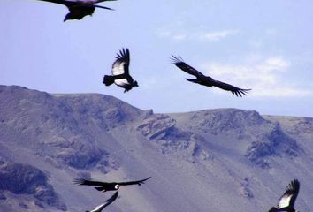Terreno en  Reserva Nacional San Fernando, Perú