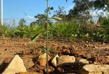 Terreno en  Mariscal Caceres, San Martin Departamento