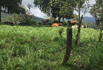 Hacienda-Quinta en  Mindo, Ecuador