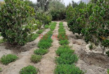 Terreno en  Coayllo, Coaillo, Perú