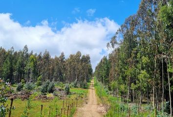 Parcela en  Cauquenes, Cauquenes