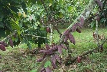 Hacienda-Quinta en  Mata De Cacao, Vargel, Ecuador