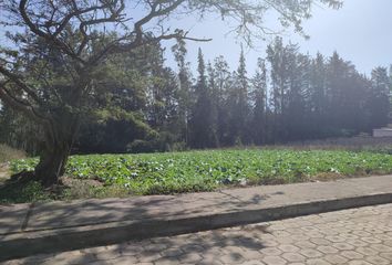 Terreno Comercial en  Puembo, Ecuador